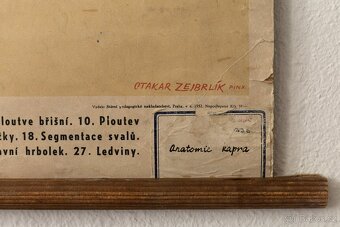 Staré školní plakáty anatomické (různé druhy) - 16