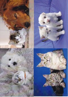 pohlednice zvířat - 16