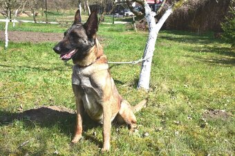 Malinoiska Naomi hledá domov - 16