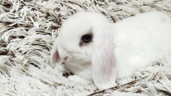 Zakrslý beránek, králíček, králík - FILIP - 16