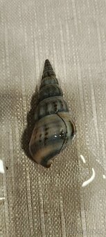 Mečovka papouščí - 16