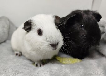 Morče, Morčata, Morčátko, Morčátka - JIN A JANG - 16