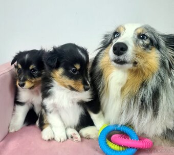 Sheltie Shetlandský ovčák - 16