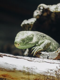 TOP Sony Alpha A7 II + Zeiss Batis 85mm f/1.8 - 16