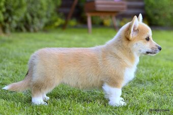 WELSH CORGI PEMBROKE S PP - 16