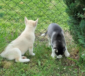 Šteniatka Sibirsky Husky - 16