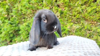 Zakrslý beránek, králíček, králík - PEGGY - 16