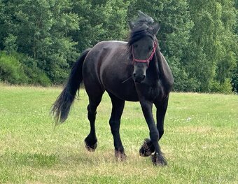 Fellský pony - 5 letá klisna - 16