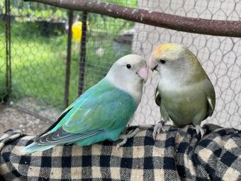 Agapornis růžohrdlý 🦜 - 16