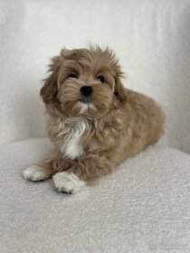 Maltipoo f1 fenka girl - 16