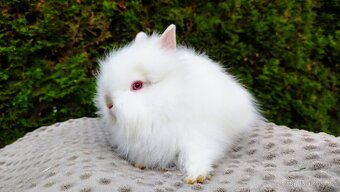 Zakrslý králík, králíček -(TEDDY)ONDŘEJ A OTA - 16