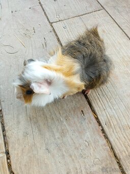 Morčata - samečci - 16