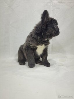 Francouzský buldoček - 16