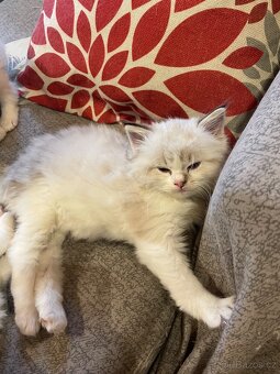 Ragdoll koťata s PP - 16