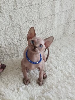 Kanadský sphynx - 16