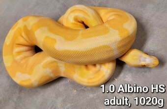 Krajta královská subadult a adult - 16