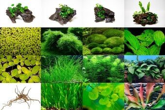 Paví očka,endlerky,krevetky,rostliny - 16