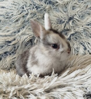 Zakrslý králík - 16