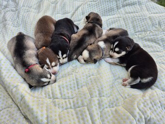 Sibiřský Husky - štěně - 16