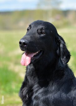 Flat Coated Retriever - pejsci s průkazem původu - 16
