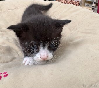 Bengálská/britská koťata - 16