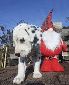 Dalmatin již k odběru - 16