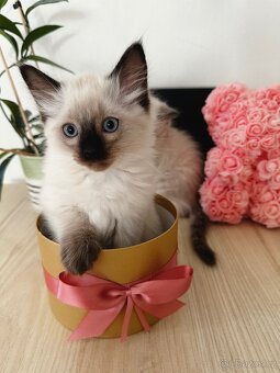 3 krásná koťátka plemene Ragdoll 🖤🐈 - 16