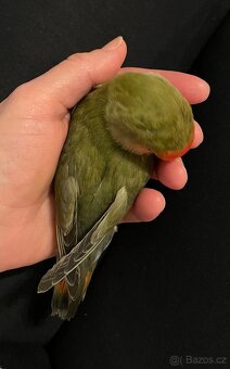 Agapornis ochočený - 16