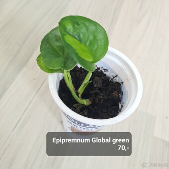 Pokojovky / pokojove rostliny - 16