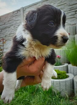 Border kolie - 16