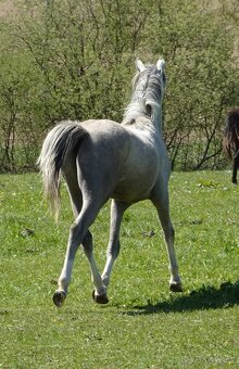 Prodám hřebečka Welsh pony, sekce B, s PP. - 16