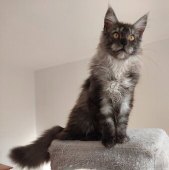 Maine coon, nainska myvalia s PP - 16