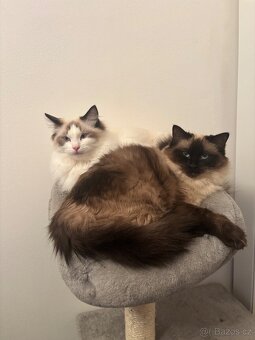 Koťátka Ragdoll - 16