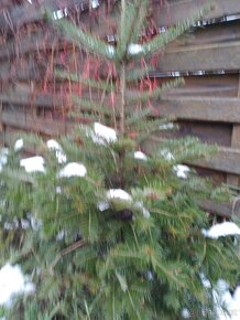 Jedlička a smrček pro Vás  stromeček Natur ze zahrádky - 16