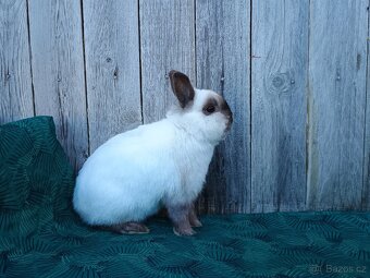 Zakrslý siamský žlutý samečci s PP - 16