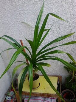 Pokojové květiny - 16