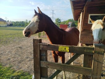 Atraktivní klisna APH 🦄 - 16