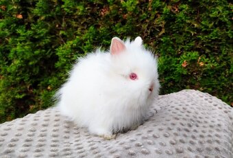Zakrslý králík, králíček -(TEDDY)-ONDŘEJ A OTA - 16