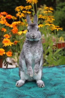 Zakrslý činčilový rex s rodokmenem - 16