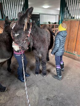 OSEL OSLÍK OSLÍČEK - 16