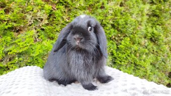 Zakrslý beránek, králíček, králík - ELLA - 16