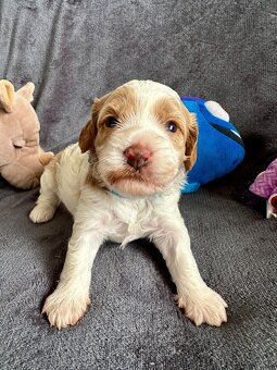 🐶 CAVAPOOCHON ŠTĚŇÁTKA – PRVNÍ VRH NAŠICH RODINNÝCH MAZLÍKŮ - 16