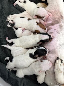 Jack Russell teriér - 16