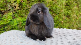 Zakrslý beránek, králíček, králík -PIPER - 16