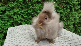 Zakrslý králík, králíček -(lvíček)-NATANIEL - 16