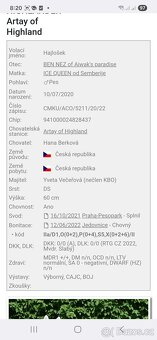 Bílý švýcarský ovčák s PP - 16