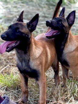 BELGICKÝ OVČÁK MALINOIS - ŠTĚŇATA S PP - 16