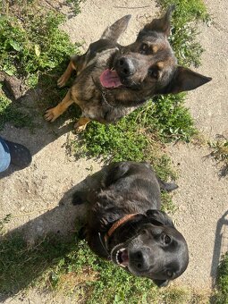 Německý ovčák - 16