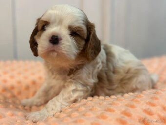 Kavalir King Charles spaniel - 16