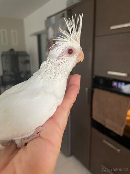 Ručně dokrmené korely Albino - 16